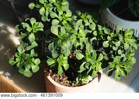 Aichryson Tree Of Love Close-up In The Interior On The Windowsill. Houseplant Growing And Caring For
