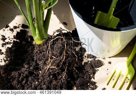 The Stalk Of A Domestic Plant With Roots For Reproduction And Planting With A Pot With Soil. Hobbies