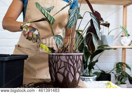 Transplanting A Home Plant Сtenanthe Oppenheimiana Into A New Pot. A Woman Plants Bush In A New Soil