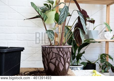 Transplanting A Home Plant Сtenanthe Oppenheimiana Into A New Pot. A Woman Plants Bush In A New Soil