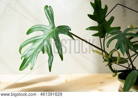 Philodendron Mayo In The Interior Of The House. Carved Leaves Of A Houseplant In A Pot. Care And Cul
