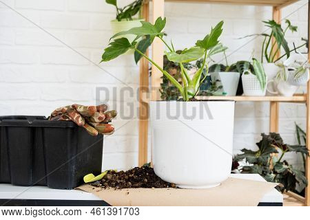 Preparation For The Landing And Transplanting A Home Plant Philodendron Into A New Pot. Caring And R
