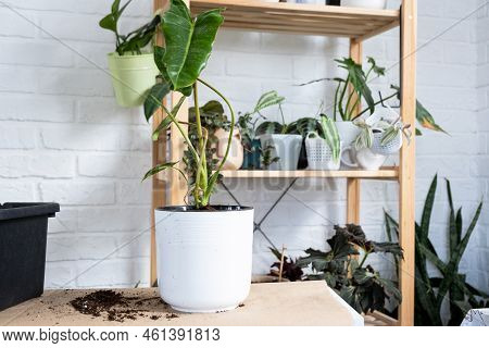 Preparation For The Landing And Transplanting A Home Plant Philodendron Into A New Pot. Caring And R