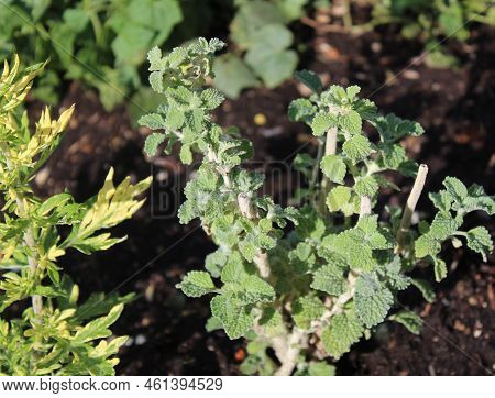 Horehound In The Summer In The Herb Garden
