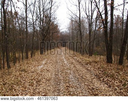 Fall Forest Road With Bare Trees And Fallen Foliage Beneath Them. Dull, Bleak And Deserted Forest In