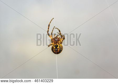 Spider Hangs And Climbs In Spider Web In Imsum Geestland Cuxhaven Lower Saxony Germany.