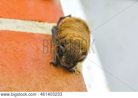 Brown Bat Hangs On The Wall And Sleeps In Imsum Geestland Cuxhaven Lower Saxony Germany.