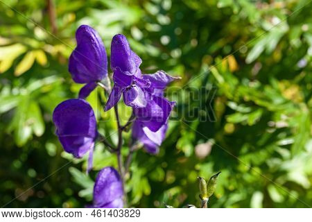 Blue Monkshood, Aconitum Napellus