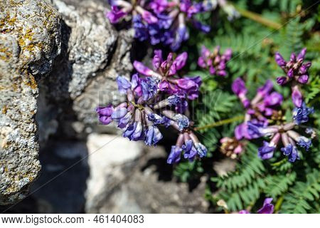 Flowers Of The Alpine Plant Oxytropis Jacquinii, An Endemic Species  From The Alps