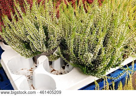 Multicolored heather flowers bloom in a flower pot. Green, pink, purple and white. Calluna vulgaris. Street store. Autumn.