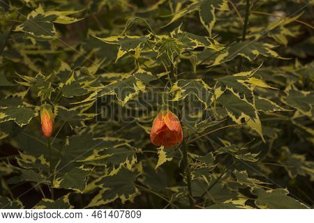 Redvein Abutilon, Red Vein Indian Mallow, Redvein Flowering Maple, Chinese-lantern, Red Vein Chinese