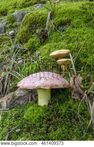 Butyriboletus Regius ( Boletus Regius), Commonly Known As The Royal Bolete Or Red-capped Butter Bole