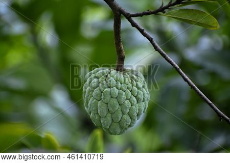 Fresh Sugar Apple Or Custard Apple On Tree In The Garden Tropical Fruit Custard Apple On Nature Gree