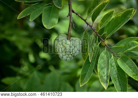 Fresh Sugar Apple Or Custard Apple On Tree In The Garden Tropical Fruit Custard Apple On Nature Gree