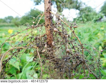 Nitrogen-fixing Bacteria On Legume Roots Close-up In Natural Conditions