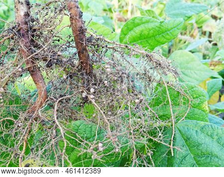 Nitrogen-fixing Bacteria On Legume Roots Close-up In Natural Conditions