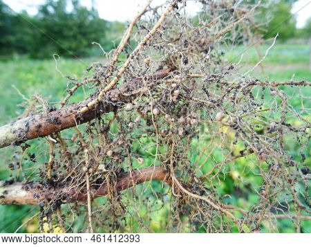 Nitrogen-fixing Bacteria On Legume Roots Close-up In Natural Conditions