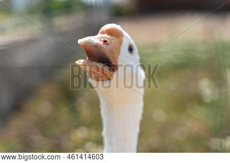 A White Goose Close-up, A Head With An Orange Beak And A Tongue With Sharp Teeth In A Goose Bird