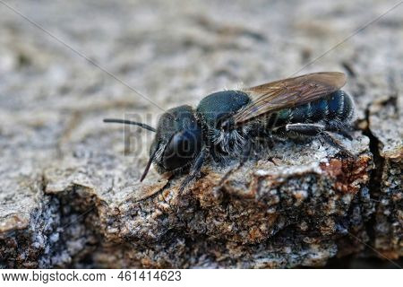 Detailed Closeup On A Dark Mediterranean Female Blue Mason Bee, Osmia Caerulescens