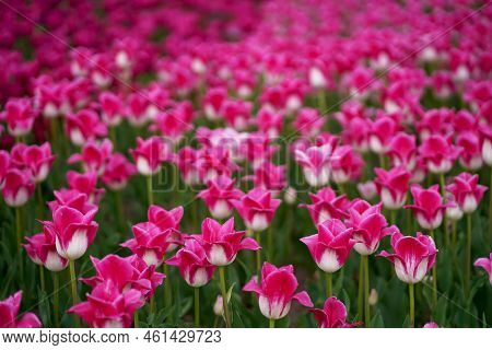 Beautiful Tulip Macro With A Red Bulbfield In The Background In Spring