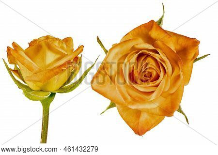Yellow Rose Flower. White Isolated Background. Close-up. Macro Shooting. Concept For Printing And De