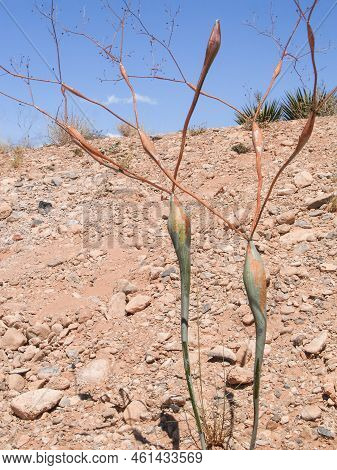 Vertical Composition Landscape Of Red Rock Canyon Desert A Stony Slope With Spindly Succulent Plant 