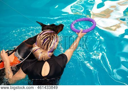 Dog In Life Jacket Swim In The Swimming Pool With Coach. Pet Rehabilitation. Recovery Training Preve