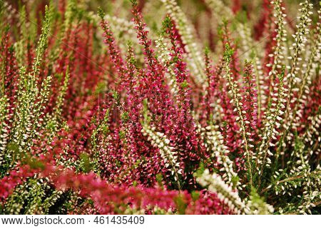 Multicolored heather flowers bloom in a flower pot. Green, pink, purple and white. Calluna vulgaris. Garden. Autumn.