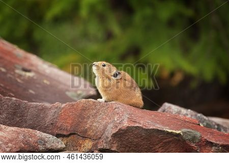 Red-haired Pika Sits On Stones Looking Up