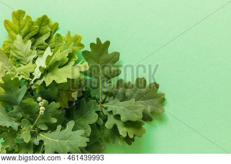 Autumn Oak And Rowan Branches With Red Berries On Green Background.
Creative Paper Trending Backgrou