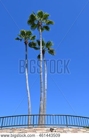 Three Palm Trees At Recreation Point, In Heisler Park, Laguna Beach, California.