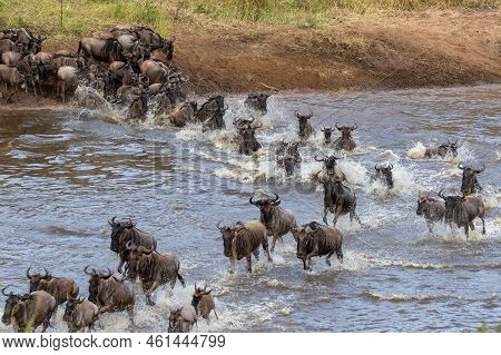 Gnus Crossing The Mara River In North Serengeti, Tanzania