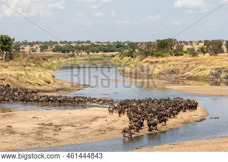 A Herd Of Gnus Crossing The Mara River In Tanzania
