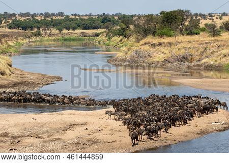 A Herd Of Gnus Crossing The Mara River In Tanzania
