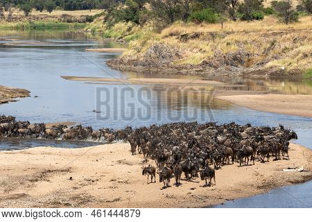 A Herd Of Gnus Crossing The Mara River In Tanzania