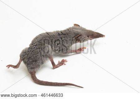 Asian House Shrew Or Brown Musk Shrew. Suncus Murinus Isolated On White Background