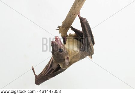 Indonesian Short-nosed Fruit Bat Cynopterus Titthaecheilus Isolated On White Background