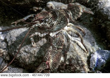 Closeup Freshwater Crayfish Underwater (astacus Astacus) Background