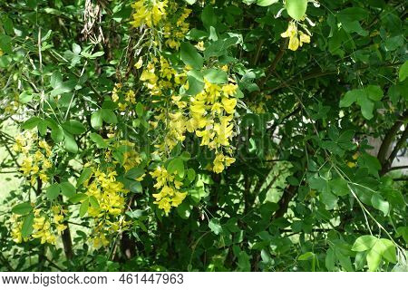 Green Leaves And Yellow Flowers Of Laburnum Anagyroides In Mid May