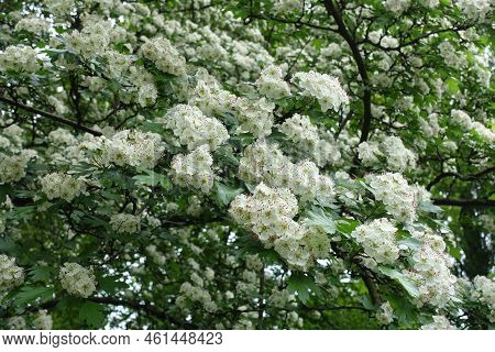 Common Hawthorn Tree In Full Bloom In May