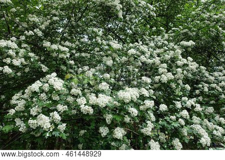 Crown Of Blossoming Common Hawthorn Tree In May