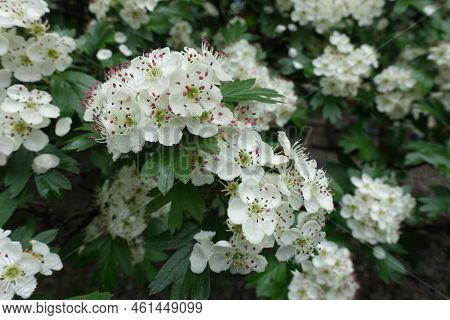 Dozens Of Fresh White Flowers Of Common Hawthorn In May