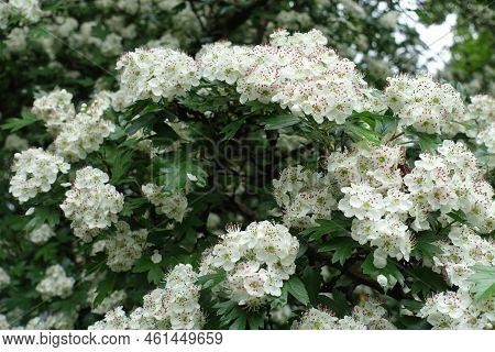 Great Number Of White Flowers Of Common Hawthorn In May