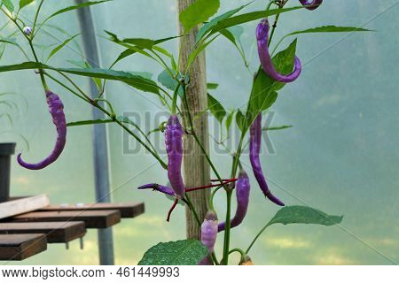 Close Up Of A Pink Cayenne Pepper, Variety Buena Mulata. Eventually Turns Red When Fully Ripe.