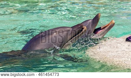 The Dolphins In The Water, San Diego,california.