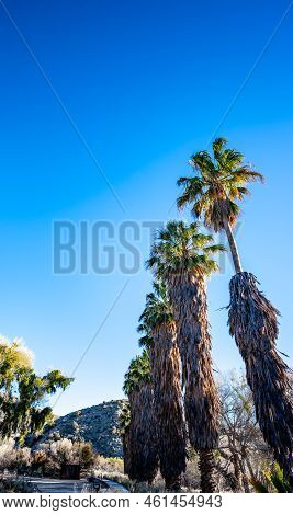 Shaggy Palm Tree With Dead Brown Fronds Being Pruned To A Bare-bone Trunk