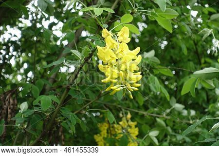 Buds And Yellow Flowers Of Laburnum Anagyroides In May