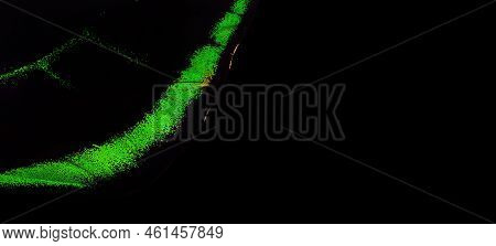 Tropical Butterfly Wing Pattern. Butterfly Wing Texture Background.