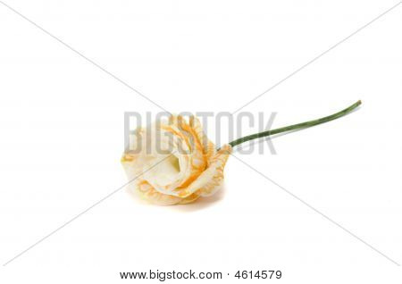Eustoma