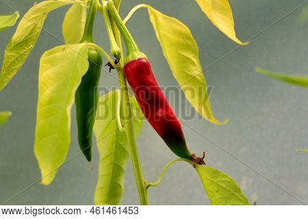 Kashmiri Mirch Chillies Changing Colour From Green To Red